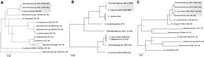 Bacteria Isolated From the Antarctic Sponge Iophon sp. Reveals Mechanisms of Symbiosis in Sporosarcina, Cellulophaga, and Nesterenkonia